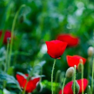 Meet your Posher, Dixon